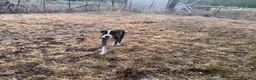 Mixed Breed dogs for sale: Mixed Breed 4 - Ad 1