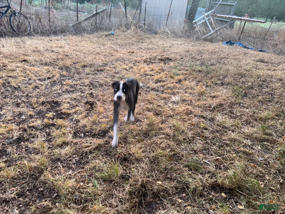 Mixed Breed dogs for sale: Mixed Breed 4 - Ad 1