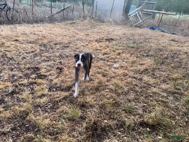 Mixed Breed dogs for sale: Mixed Breed 4 - Ad 30
