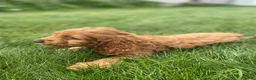 Cockapoo dogs for sale: Otis - Ad 9