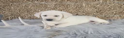 Labrador Retriever dogs for sale: Jordan - Ad 4