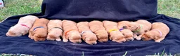 Golden Retriever dogs for sale: Golden Retriever Java - Ad 9