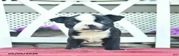 Boston Terrier dogs for sale: Patriot - Ad 2