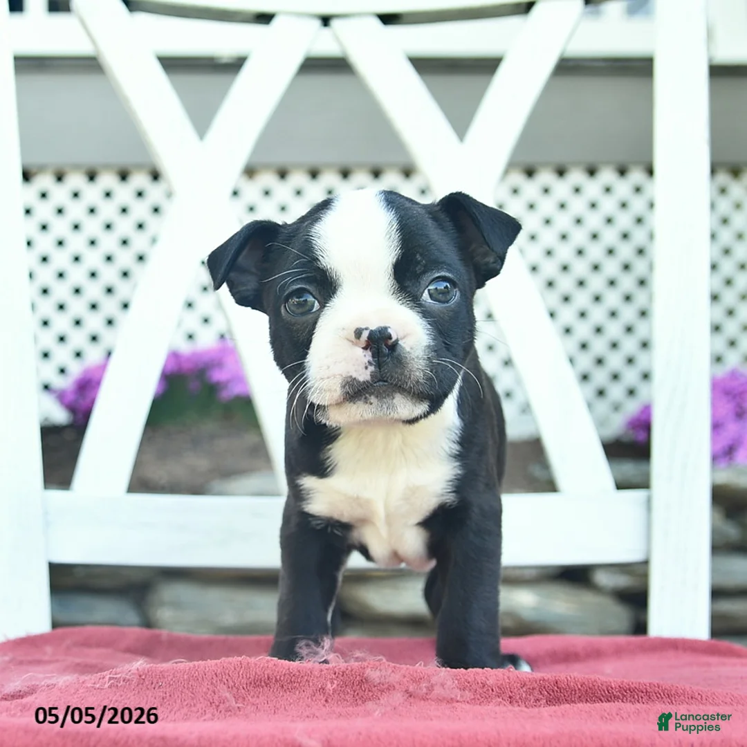 Boston Terrier dogs for sale: Patriot - Ad 2