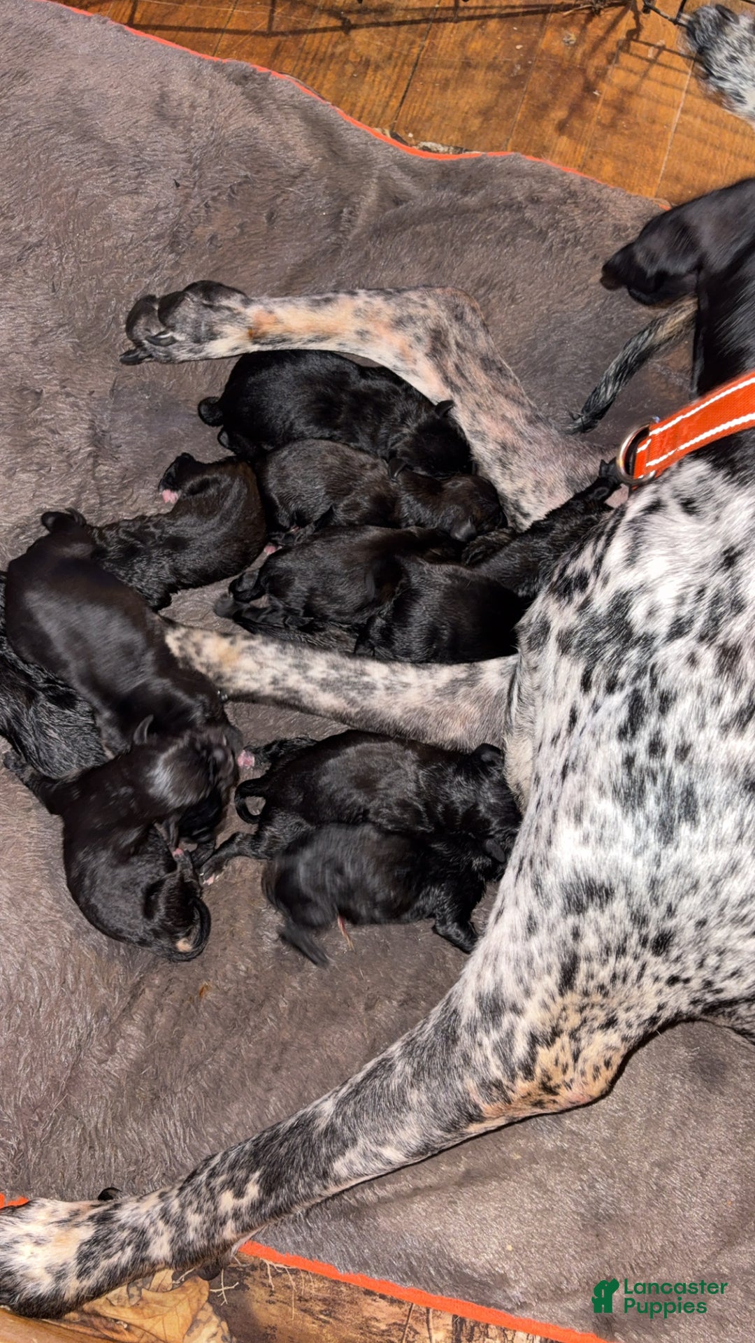 Gallery Image {{count}}