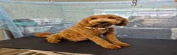 Goldendoodle dogs for sale: Chowder Jr. - Ad 8