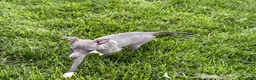 Italian Greyhound dogs for sale: Sydney  - Ad 14