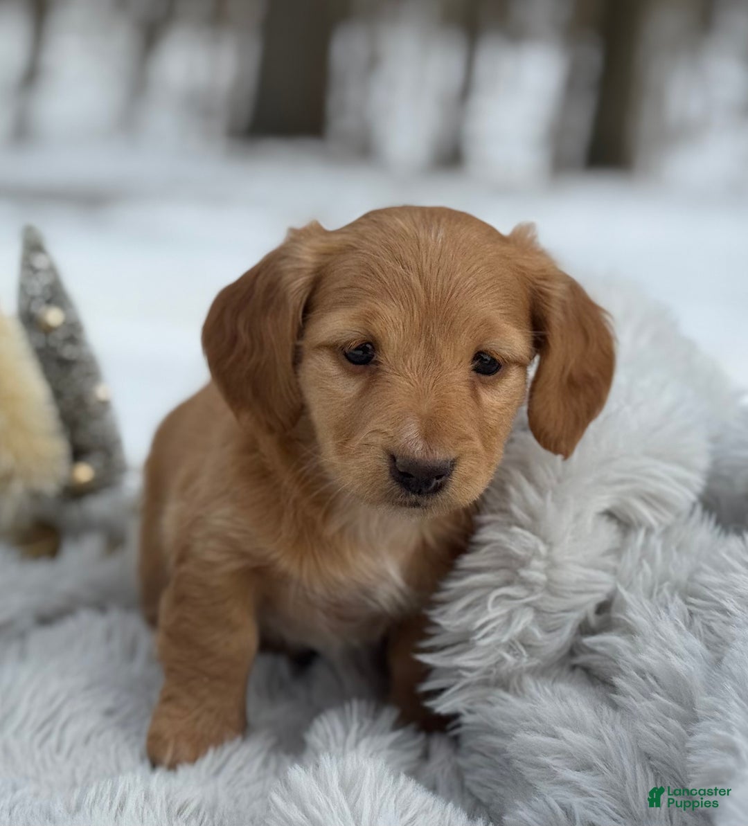 Miniature Dachshund dogs for sale: Holly - Ad 3
