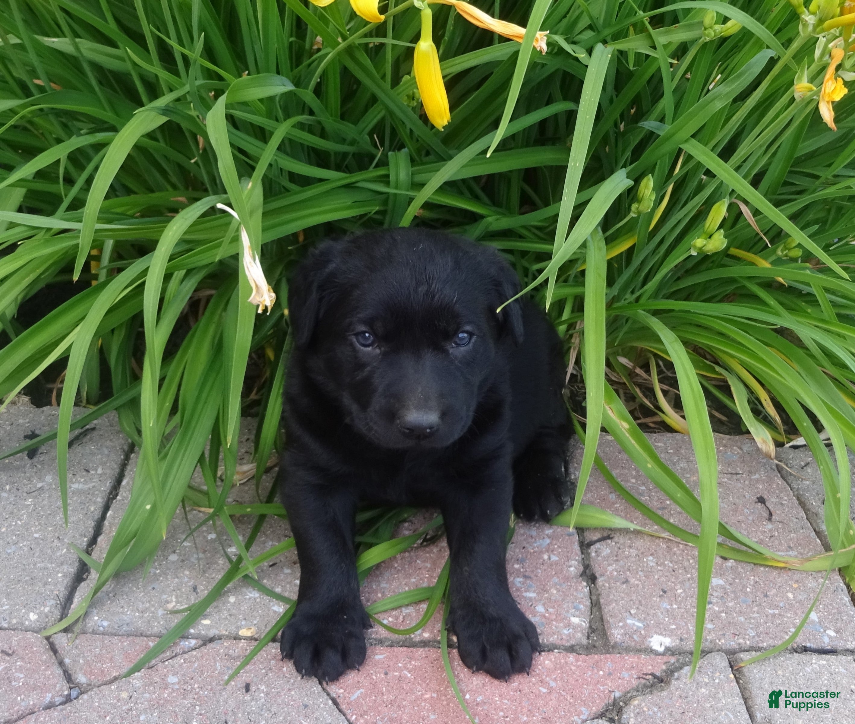 Labrador Retriever dogs Trixie - Ad 1