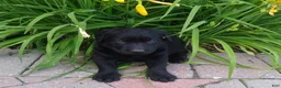 Labrador Retriever dogs for sale: Trixie - Ad 1