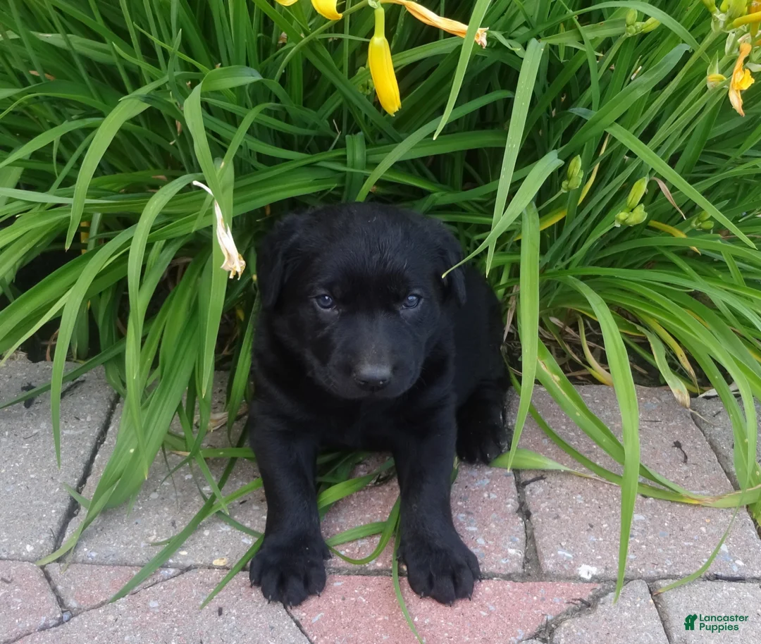 Labrador Retriever dogs for sale: Trixie - Ad 1
