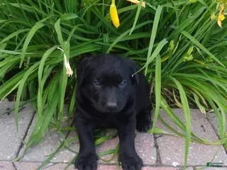 Labrador Retriever dogs for sale: Trixie - Ad 1