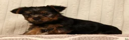 Yorkshire Terrier dogs for sale: Lonnie - Ad 5