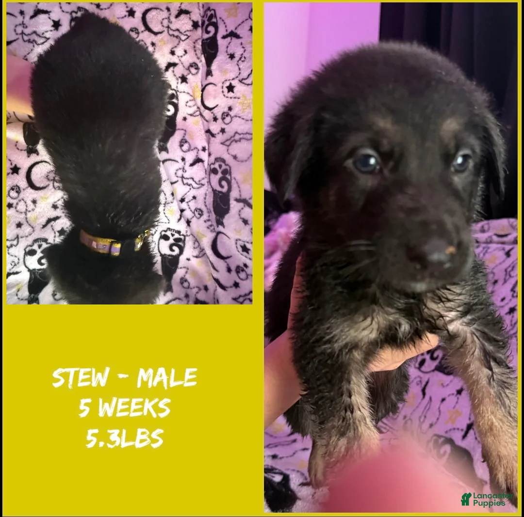 German Shepherd dogs for sale: German Shepherd 6 - Ad 1