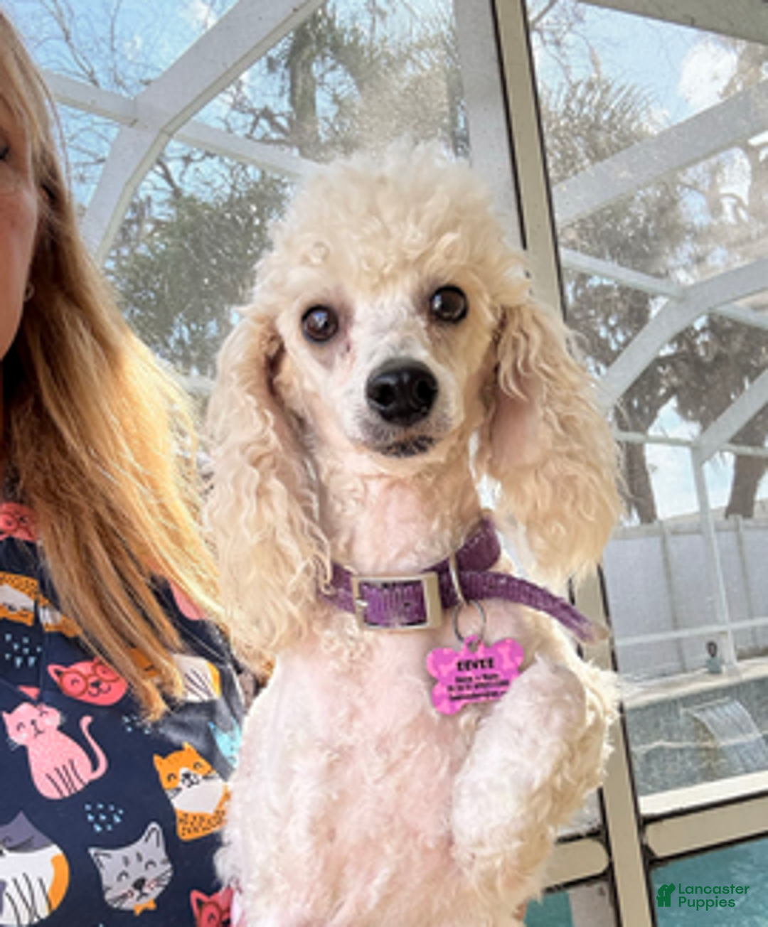 Cockapoo dogs for sale: Eevee boy2 - Ad 6