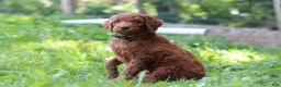 Standard Poodle dogs for sale: Kobe AKC - Ad 3