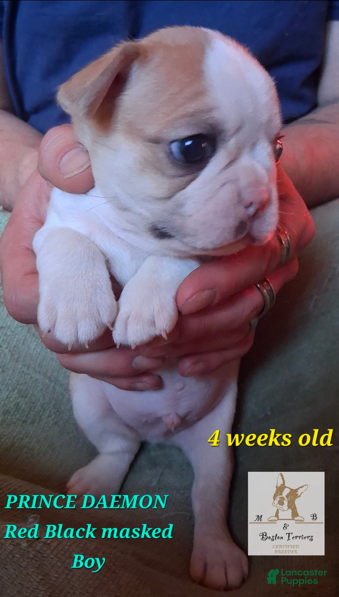 Boston Terrier dogs Prince Daemon - Ad 4