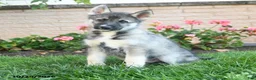 Gerberian Shepsky dogs for sale: Japer  - Ad 2