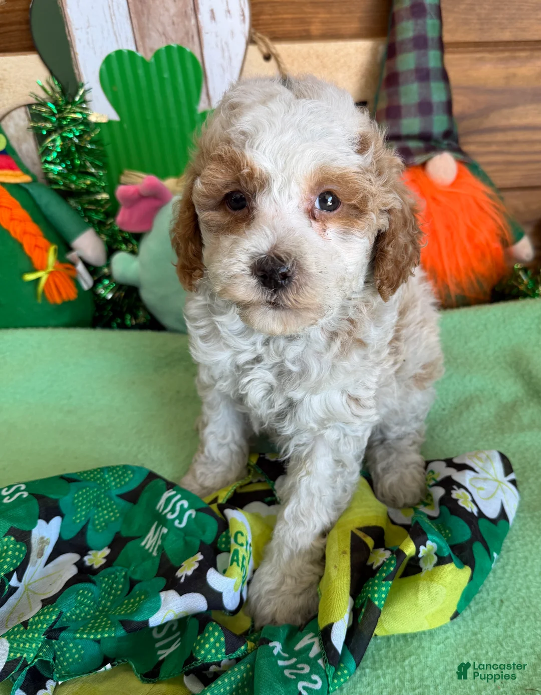 Mini Goldendoodle dogs for sale: Rita - Ad 2