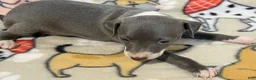 Italian Greyhound dogs for sale: Carmen AKC - Ad 4