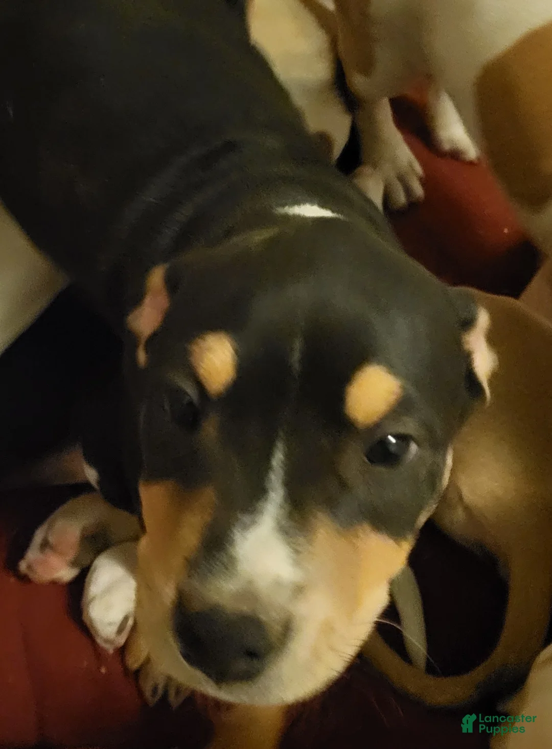 Mixed Breed dogs for sale: Grohl - Ad 1