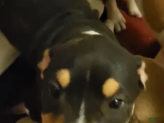 Mixed Breed dogs Grohl - Ad 4