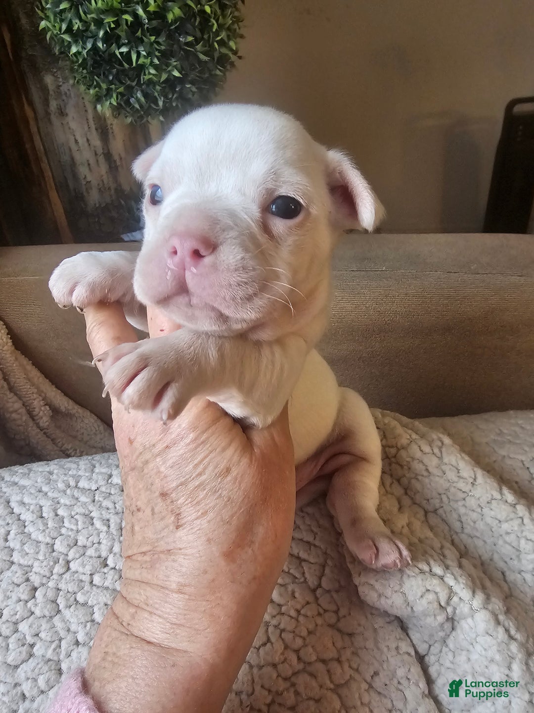 Frenchton dogs for sale: Frenchton Casper  - Ad 11