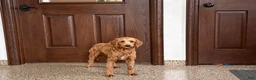 Cavapoo dogs for sale: Lyndon F1b  - Ad 3
