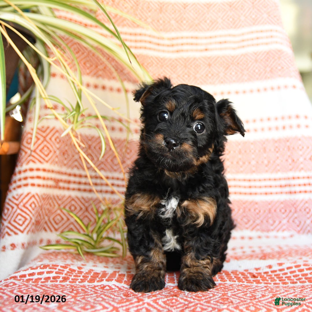 Yorkiepoo dogs for sale: Rain - Ad 3