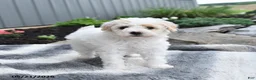 Bichpoo dogs for sale: Jenni - Ad 2