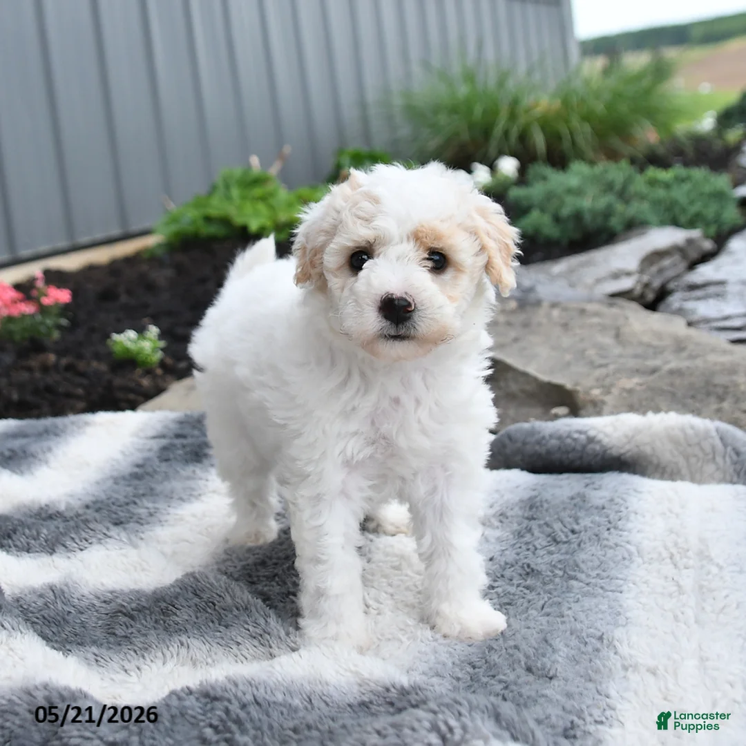 Bichpoo dogs for sale: Jenni - Ad 2