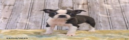Boston Terrier dogs for sale: River - Ad 7