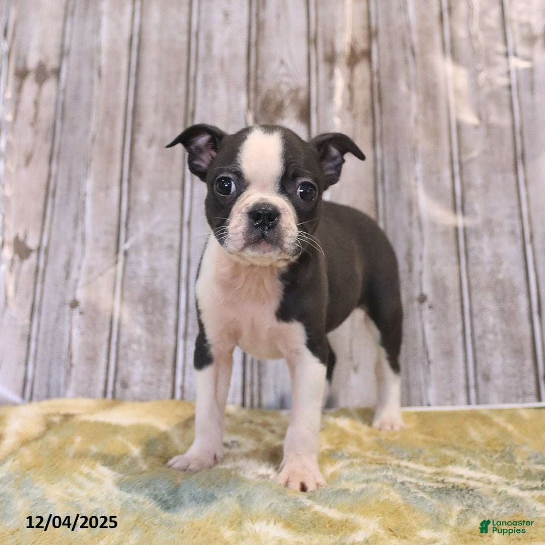 Boston Terrier dogs for sale: River - Ad 7