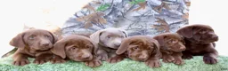 Labrador Retriever dogs for sale: Silver Sambo - Ad 6