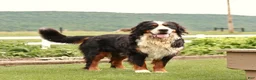 Bernese Mountain Dog dogs for sale: Bruiser - Ad 6