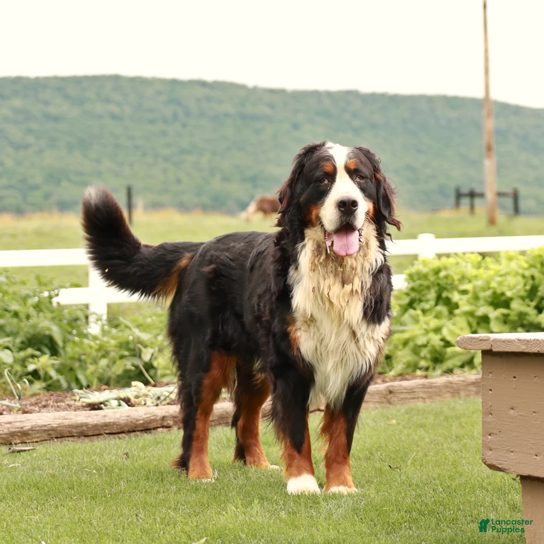 Bernese Mountain Dog dogs for sale: Bruiser - Ad 6