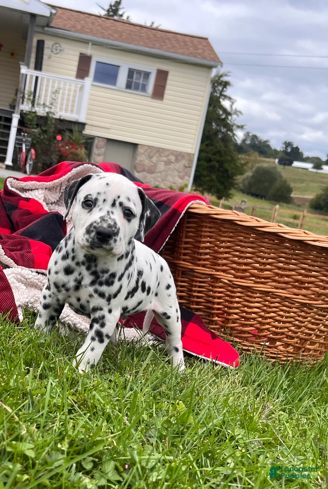 Dalmatian dogs for sale: Royal❤️akc genetic health tested - Ad 1