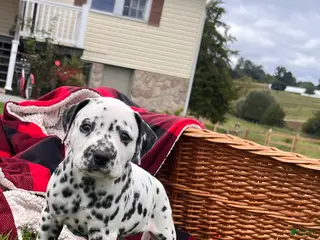 Dalmatian dogs Royal❤️akc genetic health tested - Ad 1