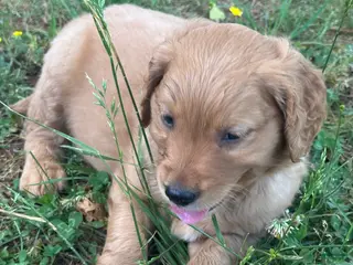 Goldendoodle dogs for sale: Spot - Ad 2