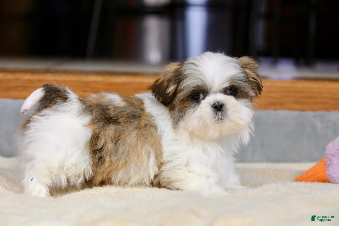 Shih Tzu dogs for sale: Wylee - Ad 12