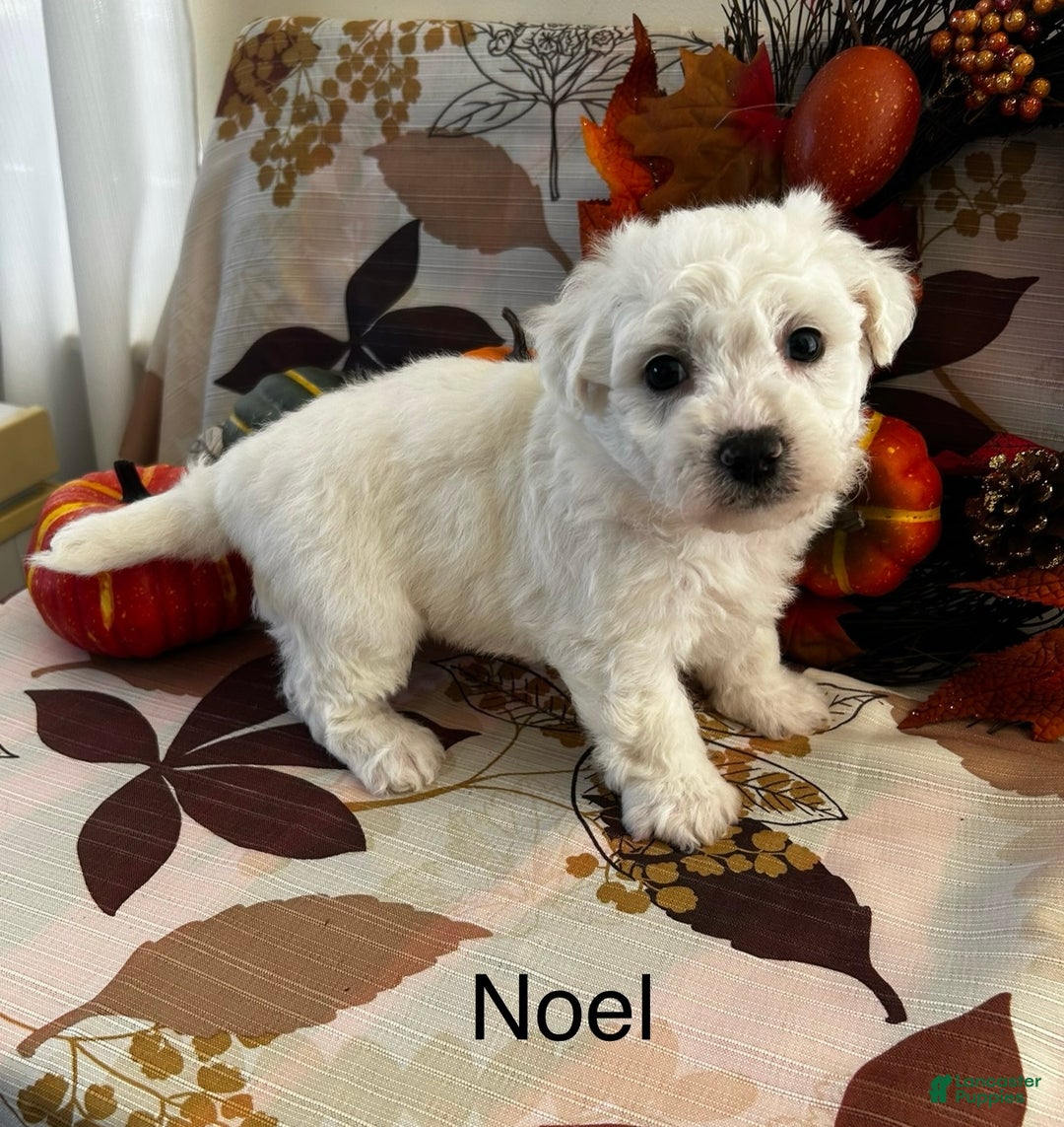 Bichon Frise dogs for sale: Bichon Frise Puppy 2 - Ad 4