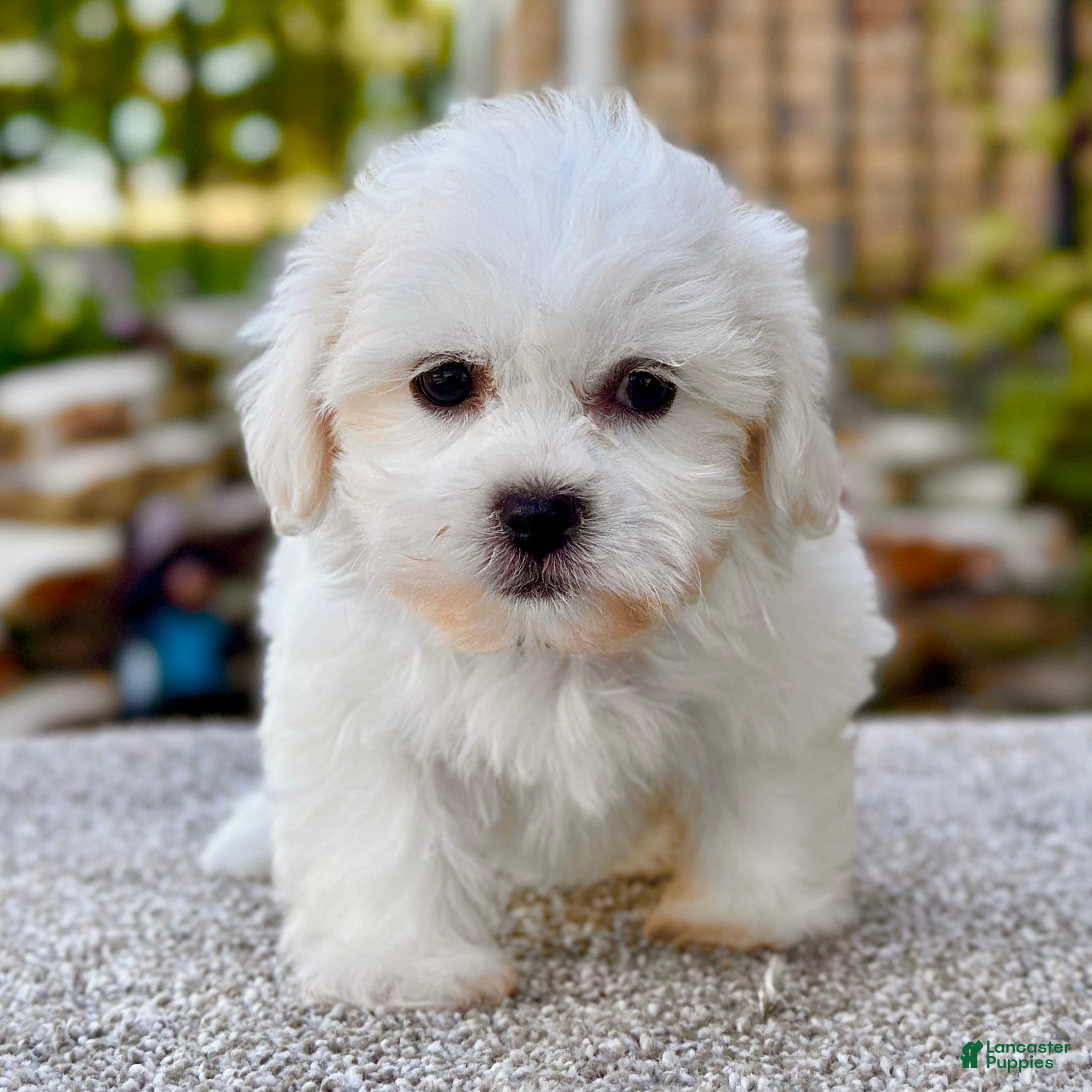 Bichon Teddy Bear Looking Dog Breeds Maltese Grown Teddy Bear Dog