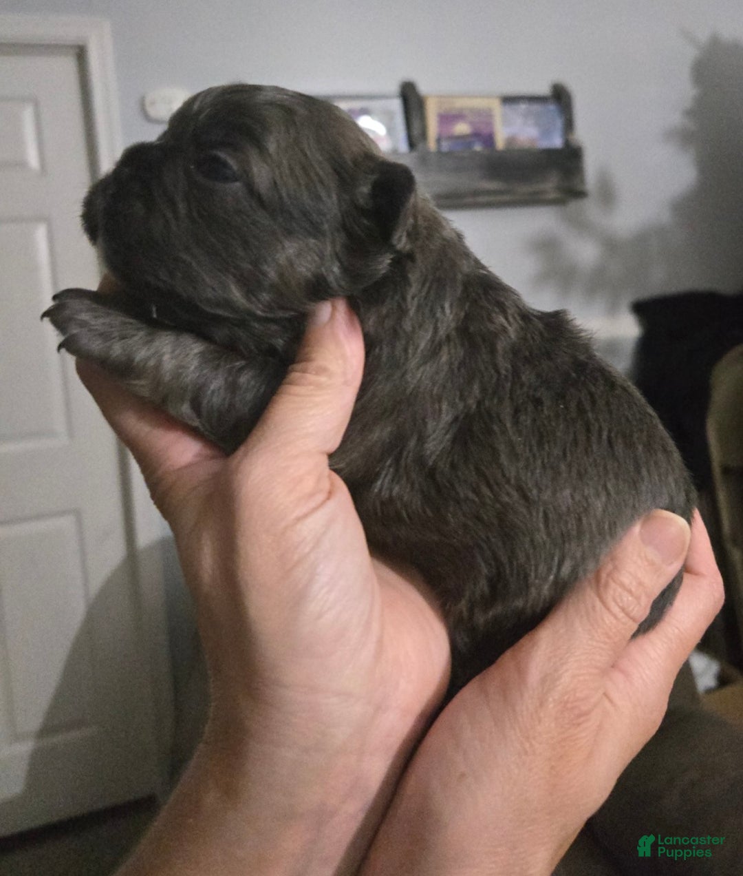 French Bulldog dogs for sale: Bluey - Ad 3