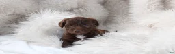 Mixed Breed dogs for sale: Riley - Ad 5