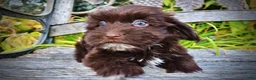 Havapoo dogs for sale: Kricket - Ad 6