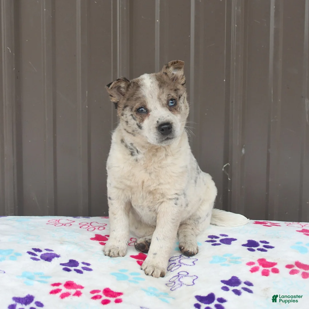 Mixed Breed dogs for sale: Daphne - Ad 3