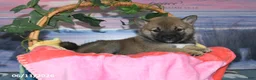 Shiba Inu dogs for sale: Charity - Ad 3