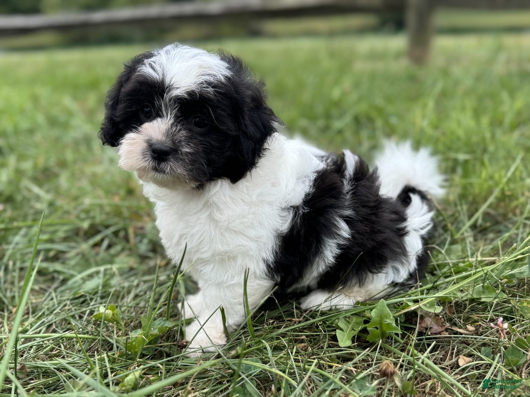 Oreo for sale in Canton Lancaster Puppies