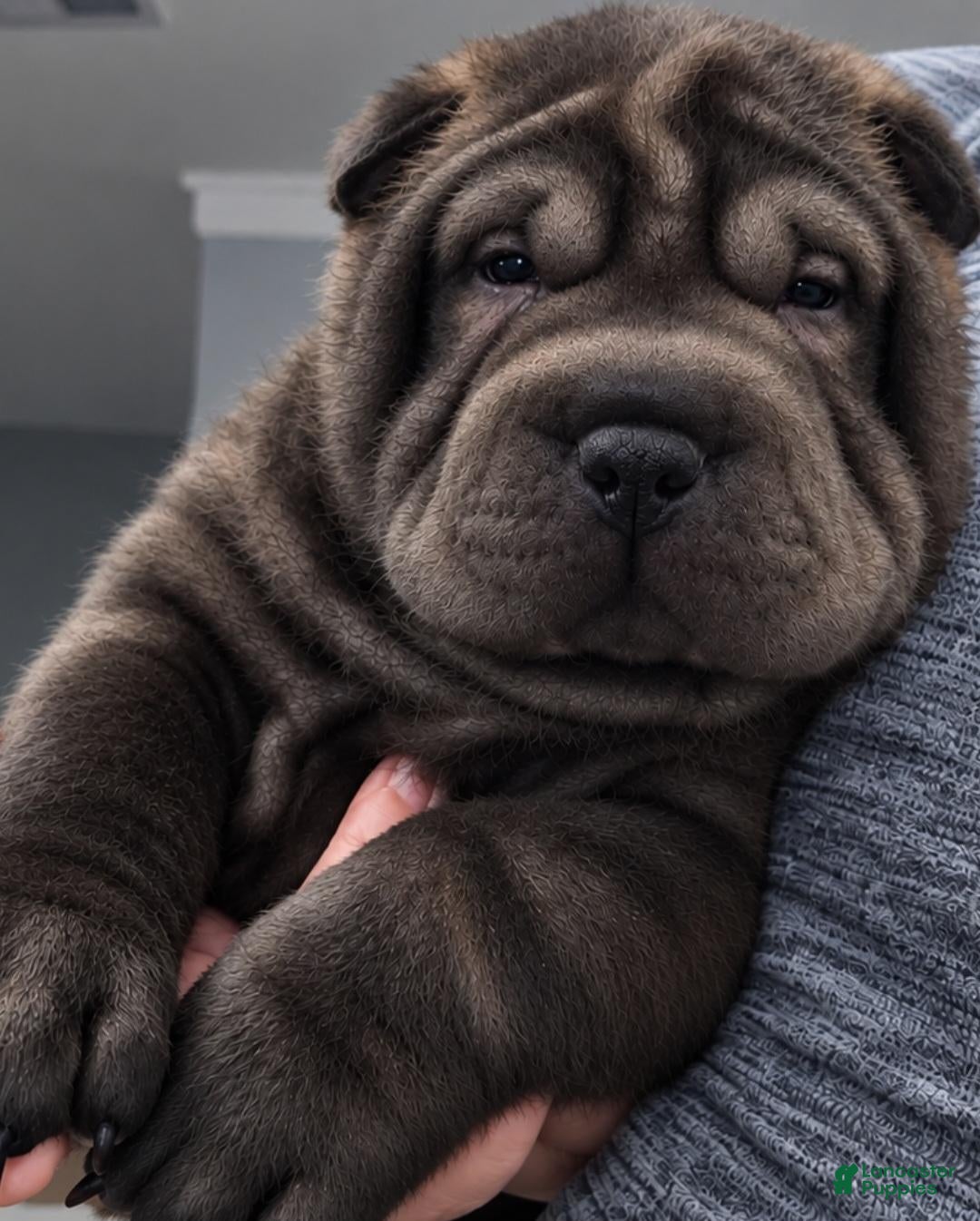 Shar Pei dogs Spider - Ad 1