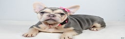 French Bulldog dogs for sale: Cupcake  - Ad 4
